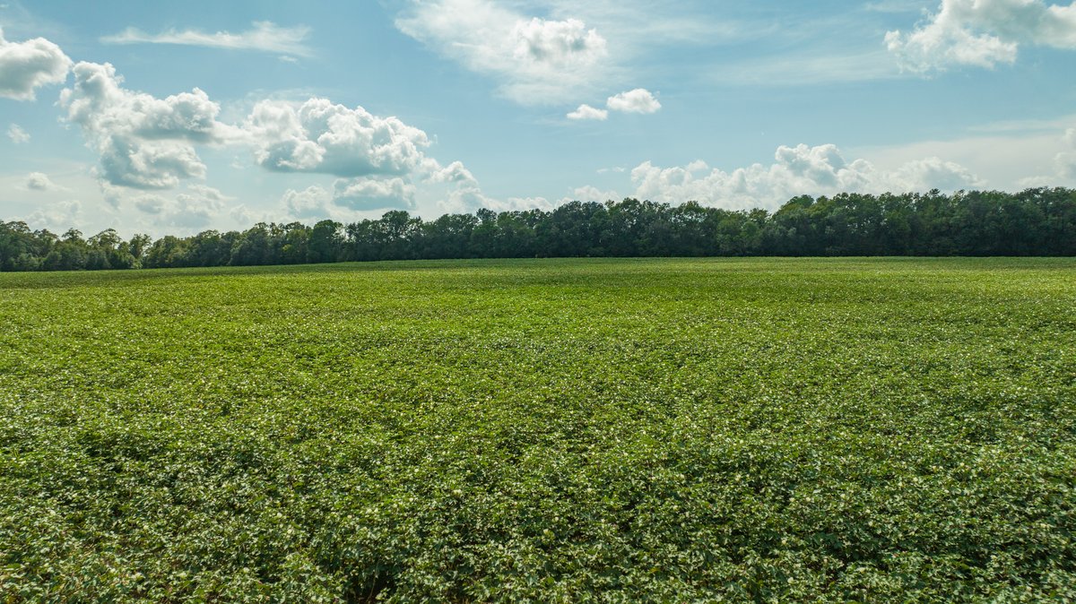 Image for 202+/- Total Acres - Prime Irrigated Row Crop Farmland