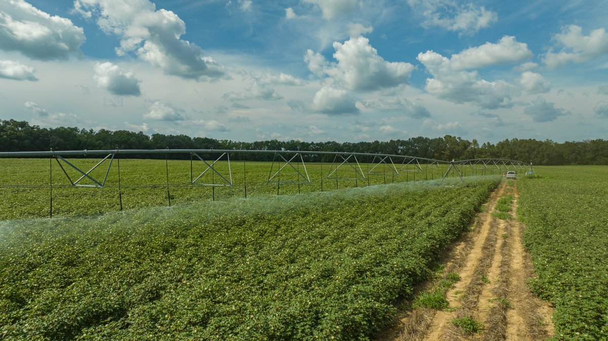 Image for 202+/- Total Acres - Prime Irrigated Row Crop Farmland