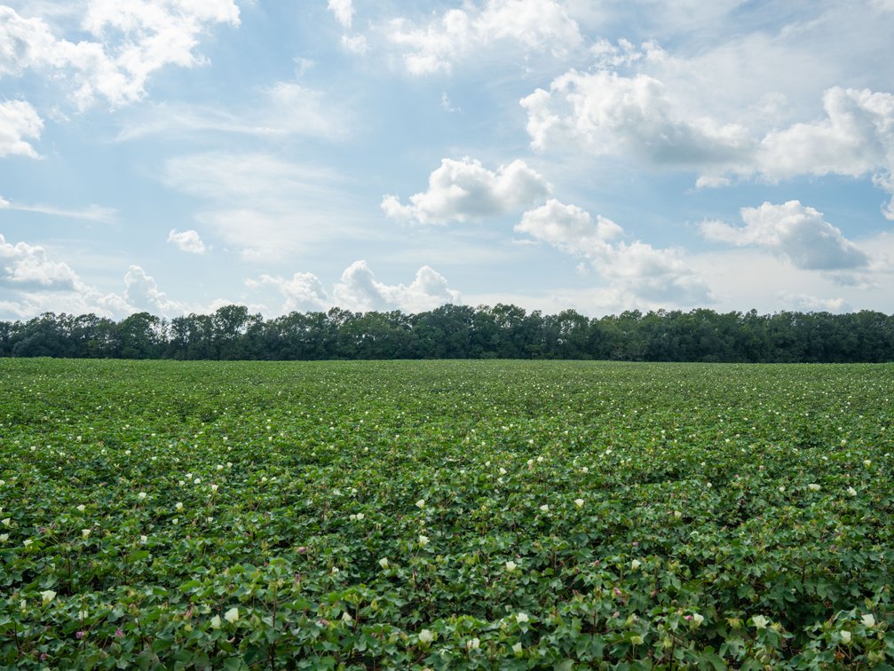Image for 202+/- Total Acres - Prime Irrigated Row Crop Farmland
