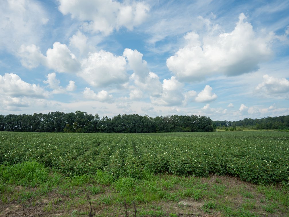Image for 202+/- Total Acres - Prime Irrigated Row Crop Farmland