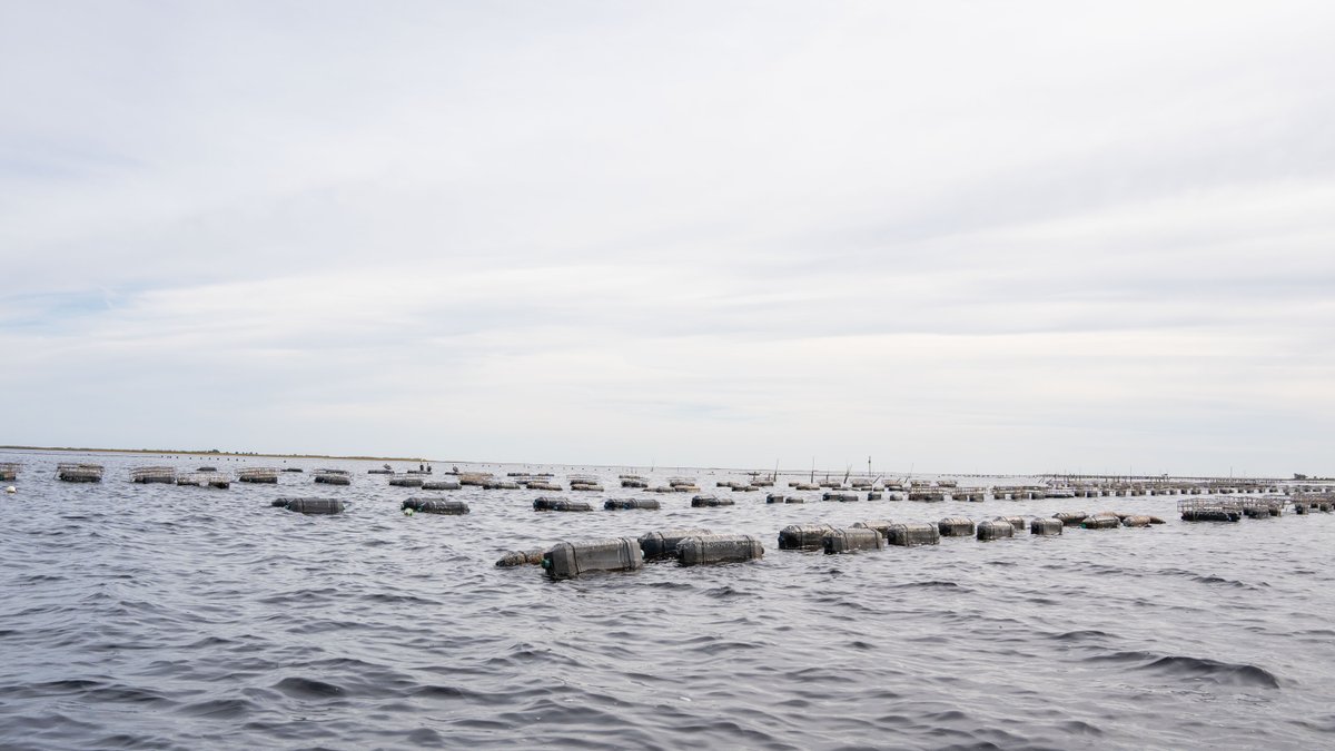 Image for 5 Aquaculture Oyster Leases in Oyster Bay, Florida