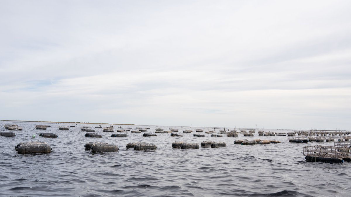 Image for 5 Aquaculture Oyster Leases in Oyster Bay, Florida