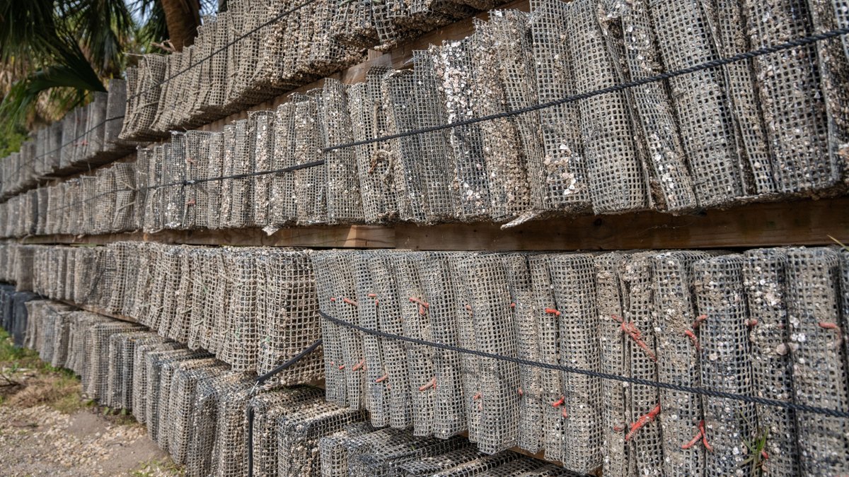 Image for Estuary Oysters - 5 Water Leases, Growing and Processing Equipment, Marina and Cold Storage