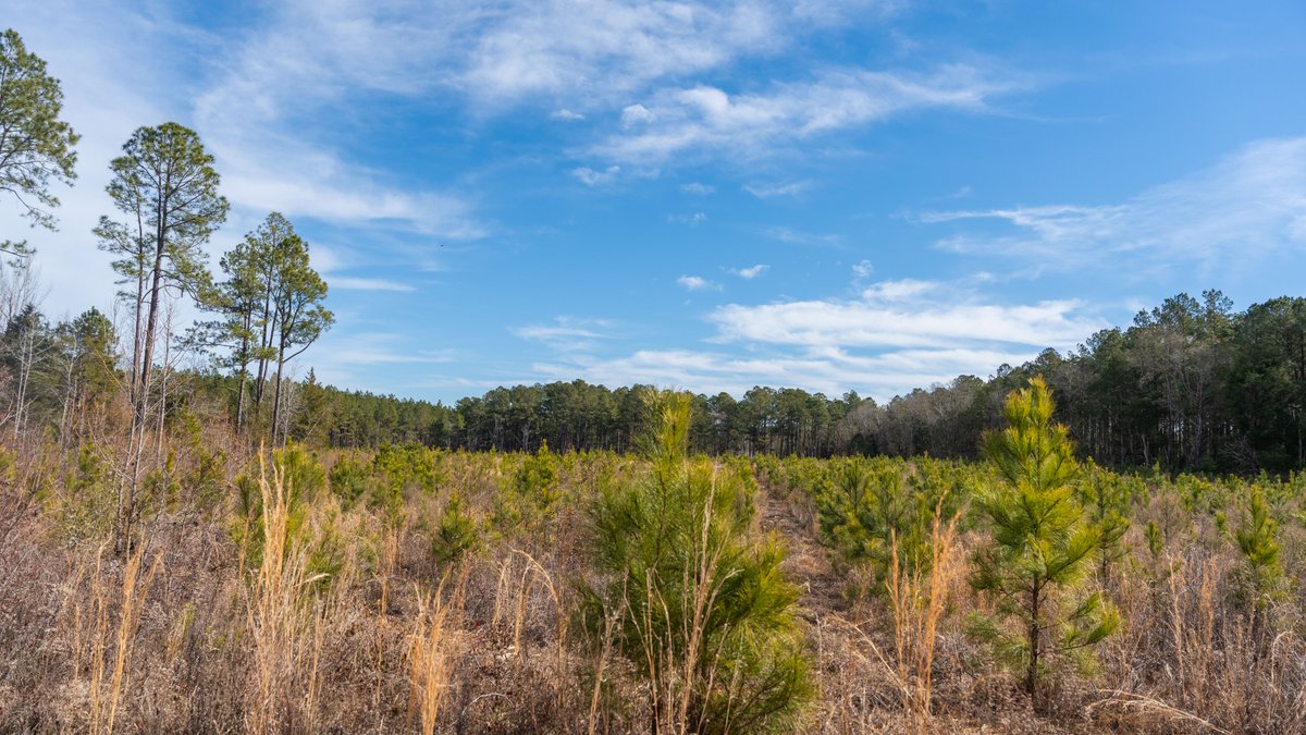 Image for Powell Road 12 +/- Acres