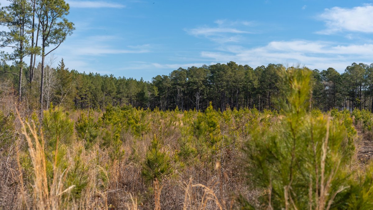 Image for Powell Road 12 +/- Acres