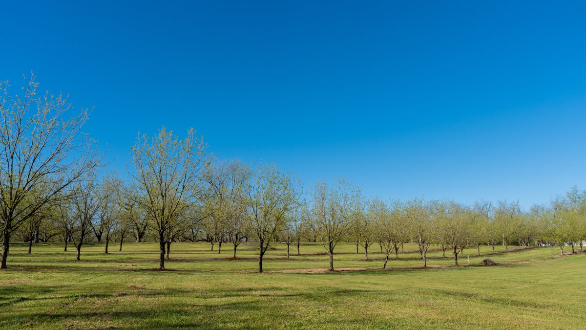 Image for 103+/- Acres - The Hand Tract - Weybrenee Farms
