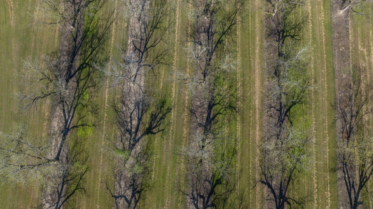 Image for 103+/- Acres - The Hand Tract - Weybrenee Farms