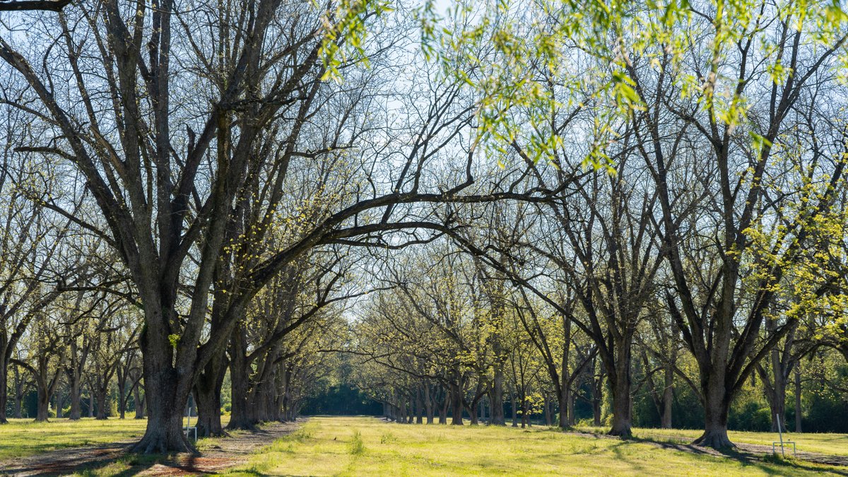 Image for 103+/- Acres - The Hand Tract - Weybrenee Farms
