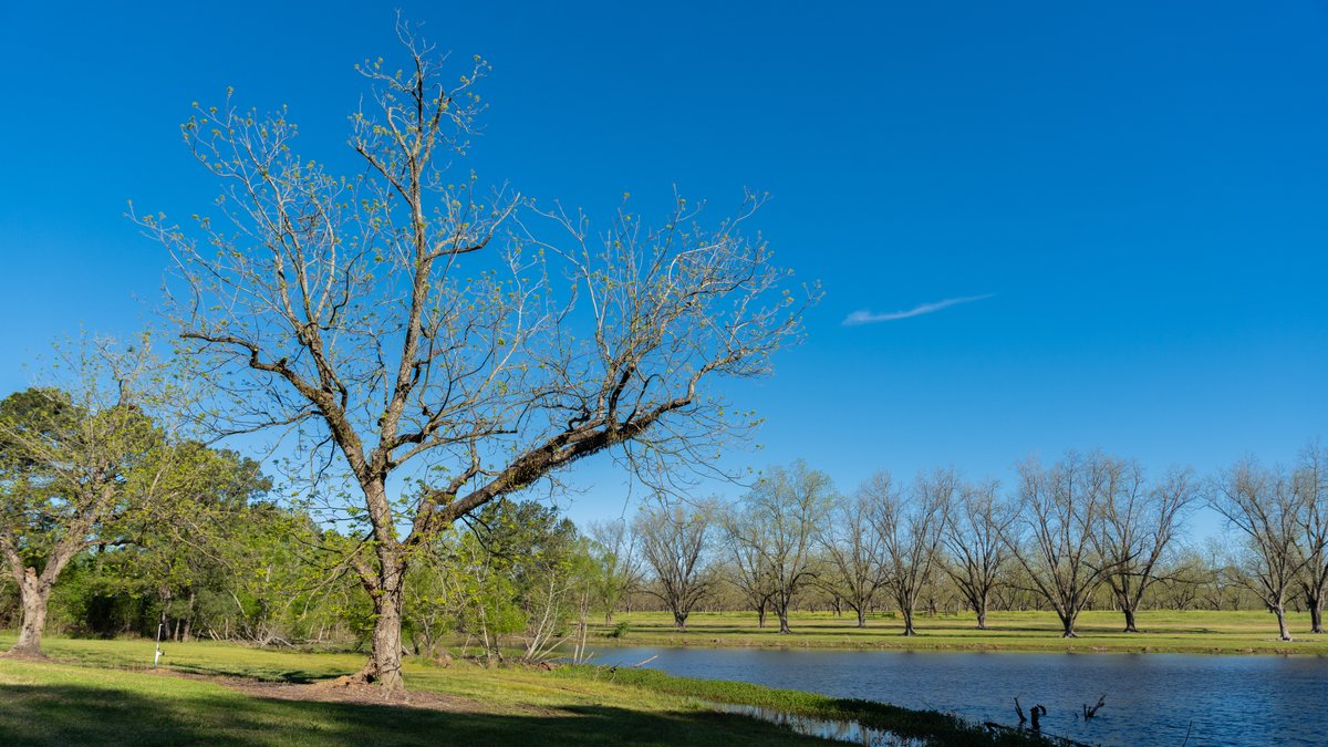 Image for 103+/- Acres - The Hand Tract - Weybrenee Farms