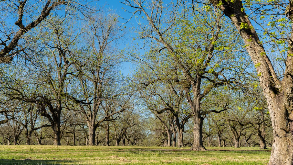 Image for 103+/- Acres - The Hand Tract - Weybrenee Farms