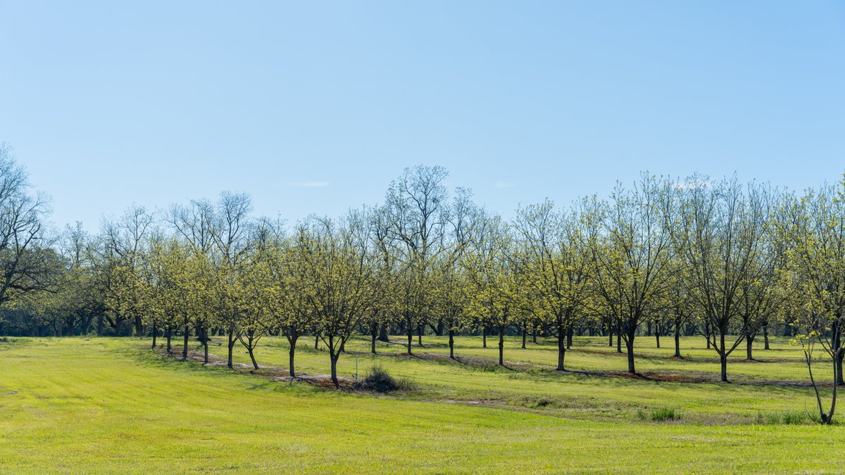 Image for 103+/- Acres - The Hand Tract - Weybrenee Farms