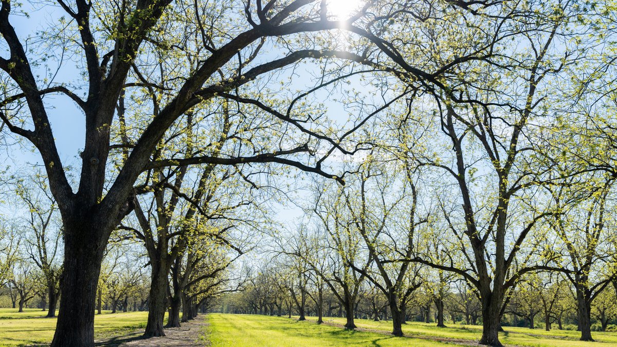 Image for 103+/- Acres - The Hand Tract - Weybrenee Farms