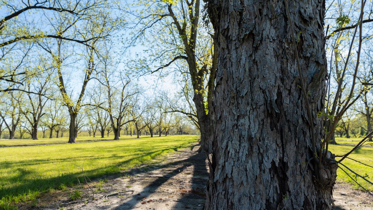 Image for 103+/- Acres - The Hand Tract - Weybrenee Farms