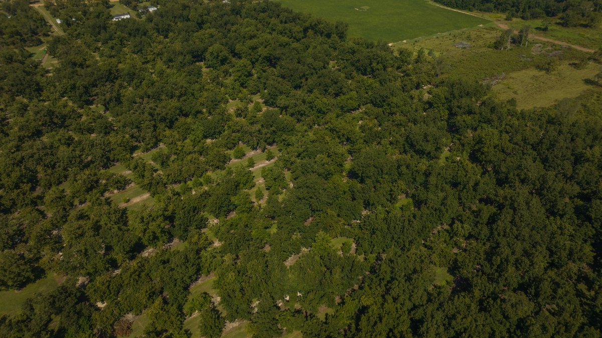 Image for 80.78+/- Acres - Turn-Key Pecan Operation w/ Row Crop Farmland