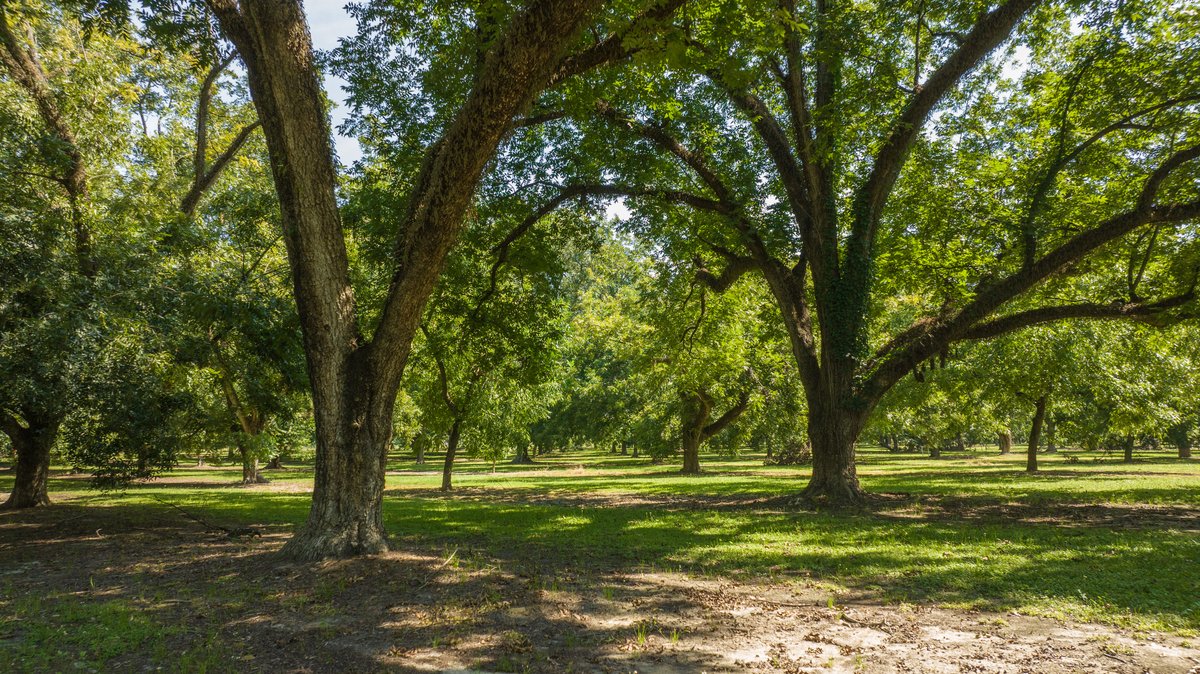 Image for 80.78+/- Acres - Turn-Key Pecan Operation w/ Row Crop Farmland
