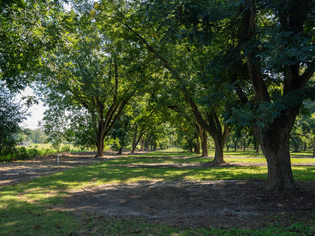 Image for 80.78+/- Acres - Turn-Key Pecan Operation w/ Row Crop Farmland