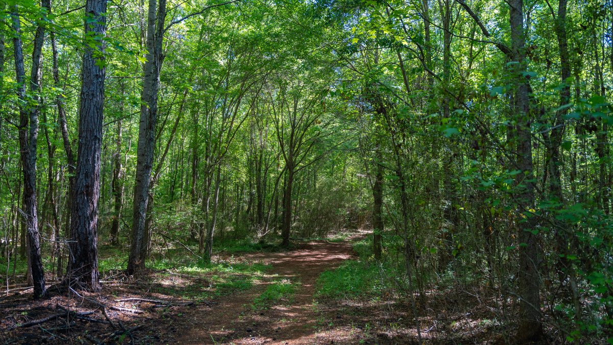 Image for Tobler Creek Place - 107.55 +/- Total Acres - Pristine Recreational Acreage w/ Homesite Potential