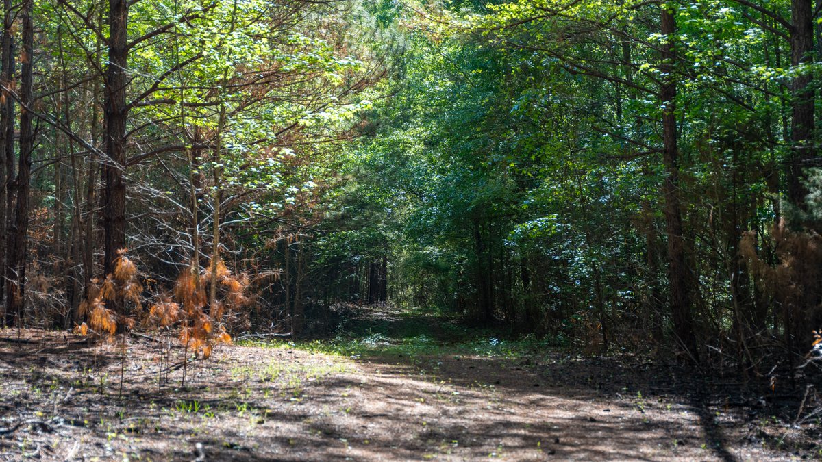 Image for Tobler Creek Place - 107.55 +/- Total Acres - Pristine Recreational Acreage w/ Homesite Potential