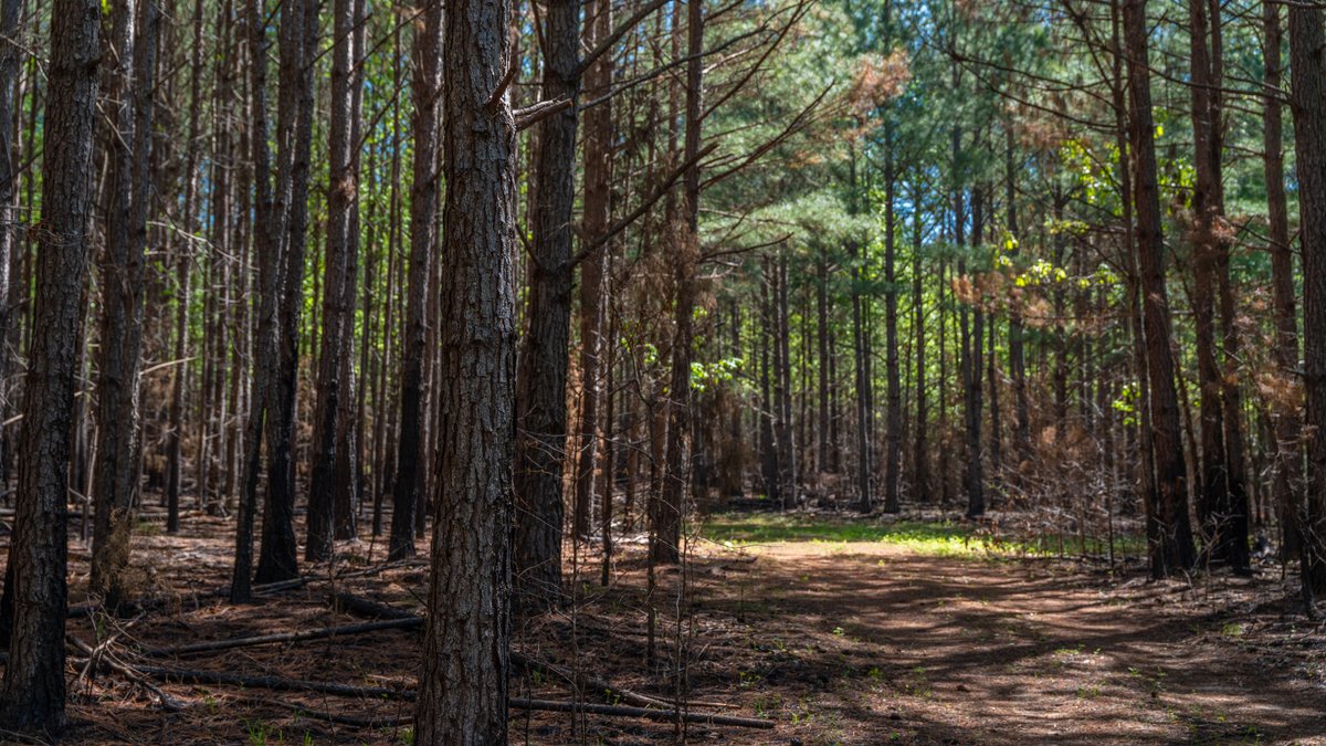Image for Tobler Creek Place - 107.55 +/- Total Acres - Pristine Recreational Acreage w/ Homesite Potential