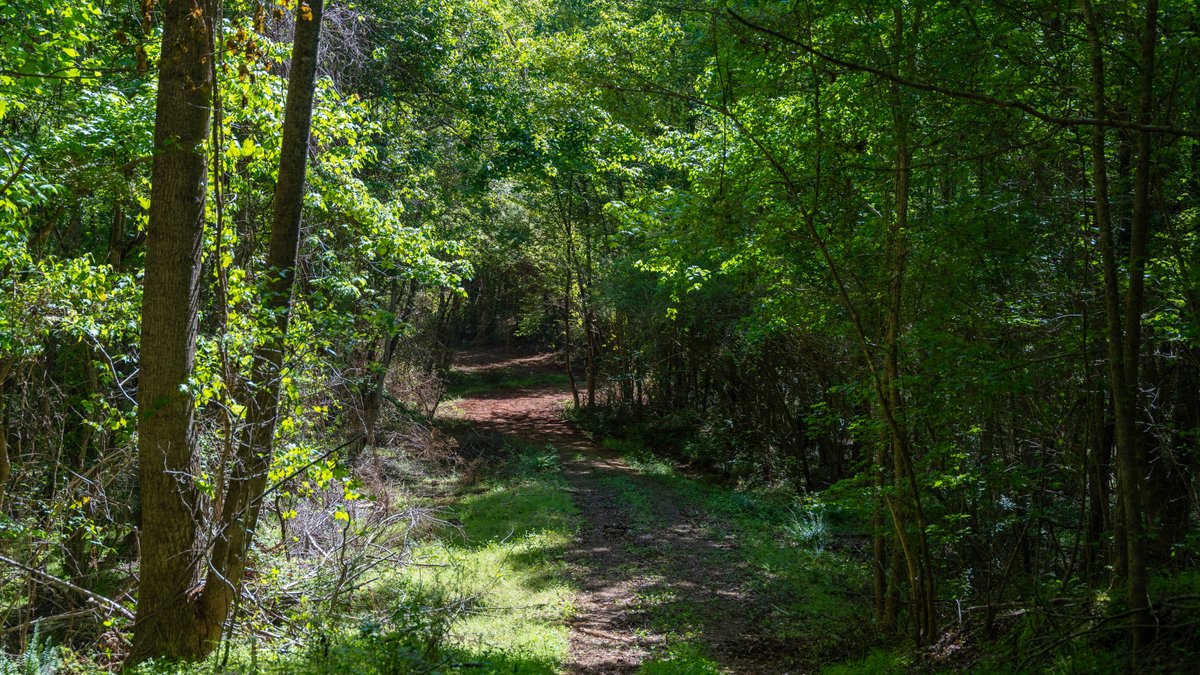 Image for Tobler Creek Place - 107.55 +/- Total Acres - Pristine Recreational Acreage w/ Homesite Potential