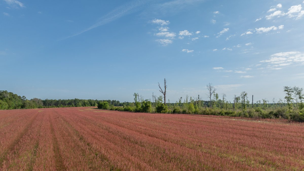 Image for 118+/- Acres - Fowl Hill Farms - Mixed Use Recreational Property w/ Row Crop Farmland
