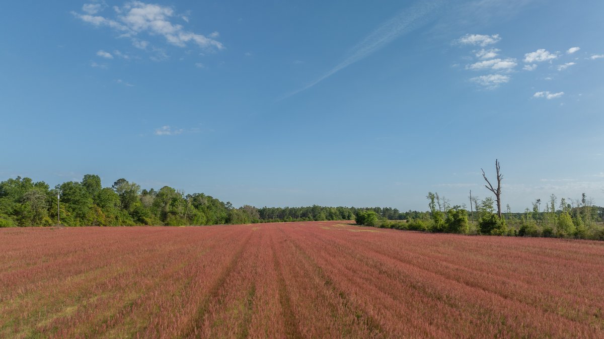 Image for 118+/- Acres - Fowl Hill Farms - Mixed Use Recreational Property w/ Row Crop Farmland
