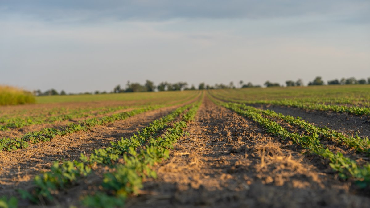 Image for 481+/- Acres - The John B. Wight Trust - Irrigated Row Crop Farm