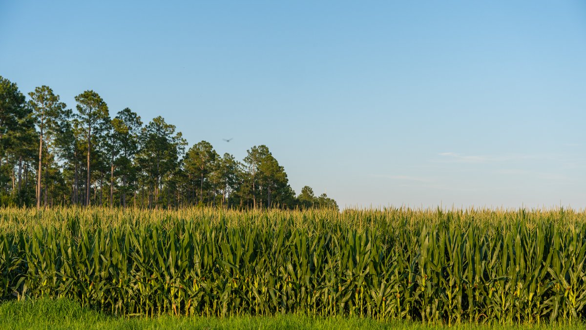 Image for 481+/- Acres - The John B. Wight Trust - Irrigated Row Crop Farm