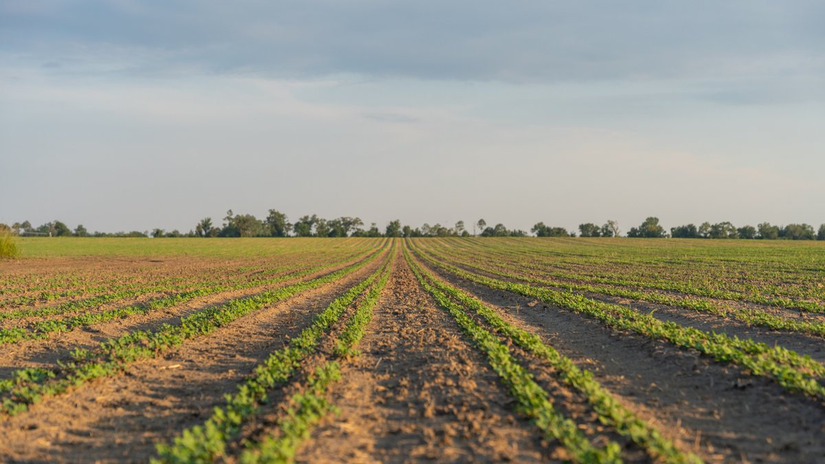 Image for 481+/- Acres - The John B. Wight Trust - Irrigated Row Crop Farm