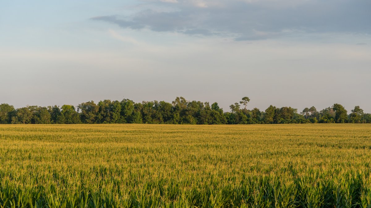 Image for 481+/- Acres - The John B. Wight Trust - Irrigated Row Crop Farm