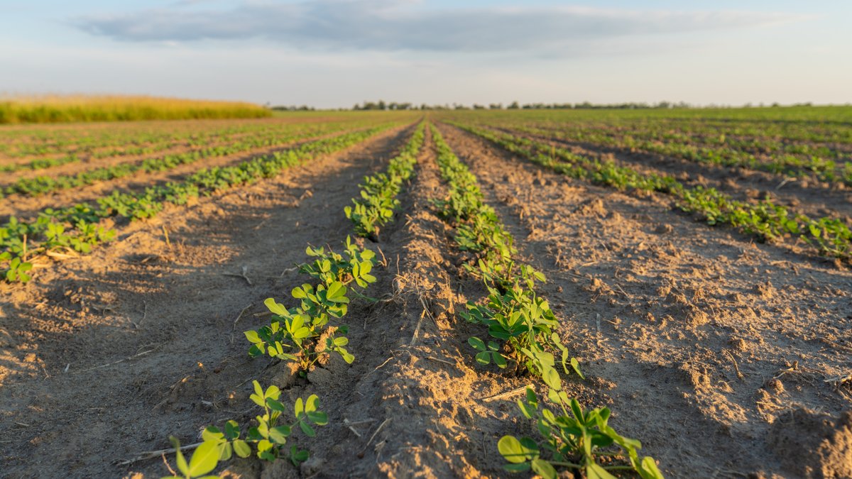 Image for 481+/- Acres - The John B. Wight Trust - Irrigated Row Crop Farm