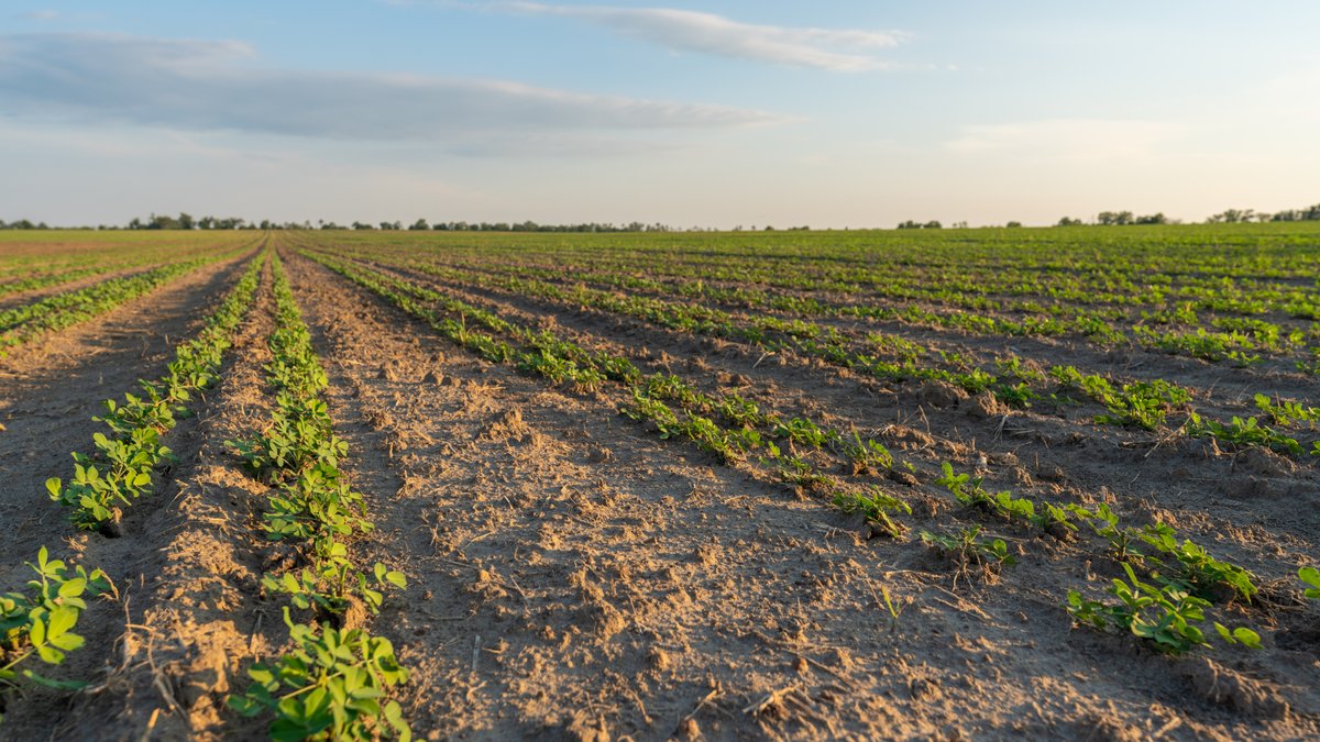 Image for 481+/- Acres - The John B. Wight Trust - Irrigated Row Crop Farm