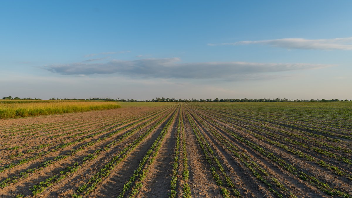 Image for 481+/- Acres - The John B. Wight Trust - Irrigated Row Crop Farm