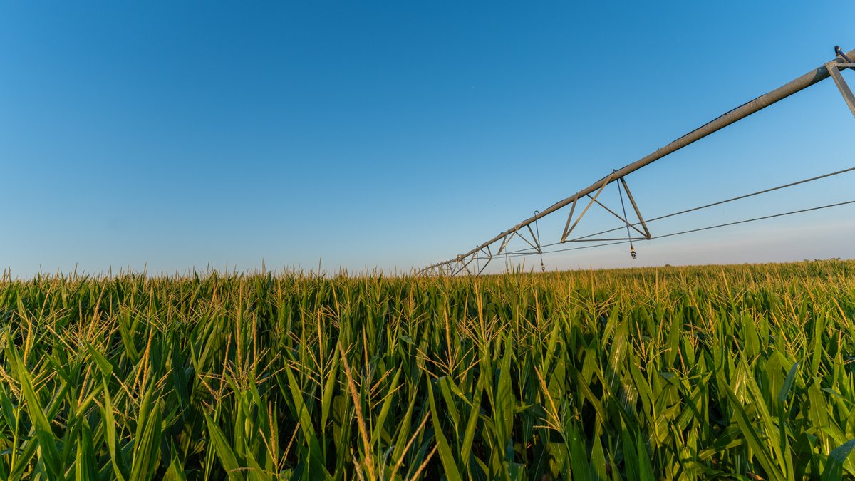 Image for 481+/- Acres - The John B. Wight Trust - Irrigated Row Crop Farm