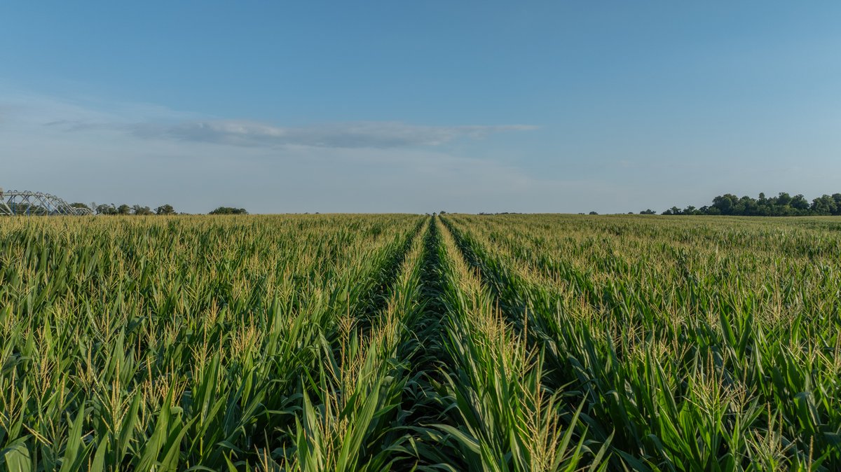 Image for 481+/- Acres - The John B. Wight Trust - Irrigated Row Crop Farm