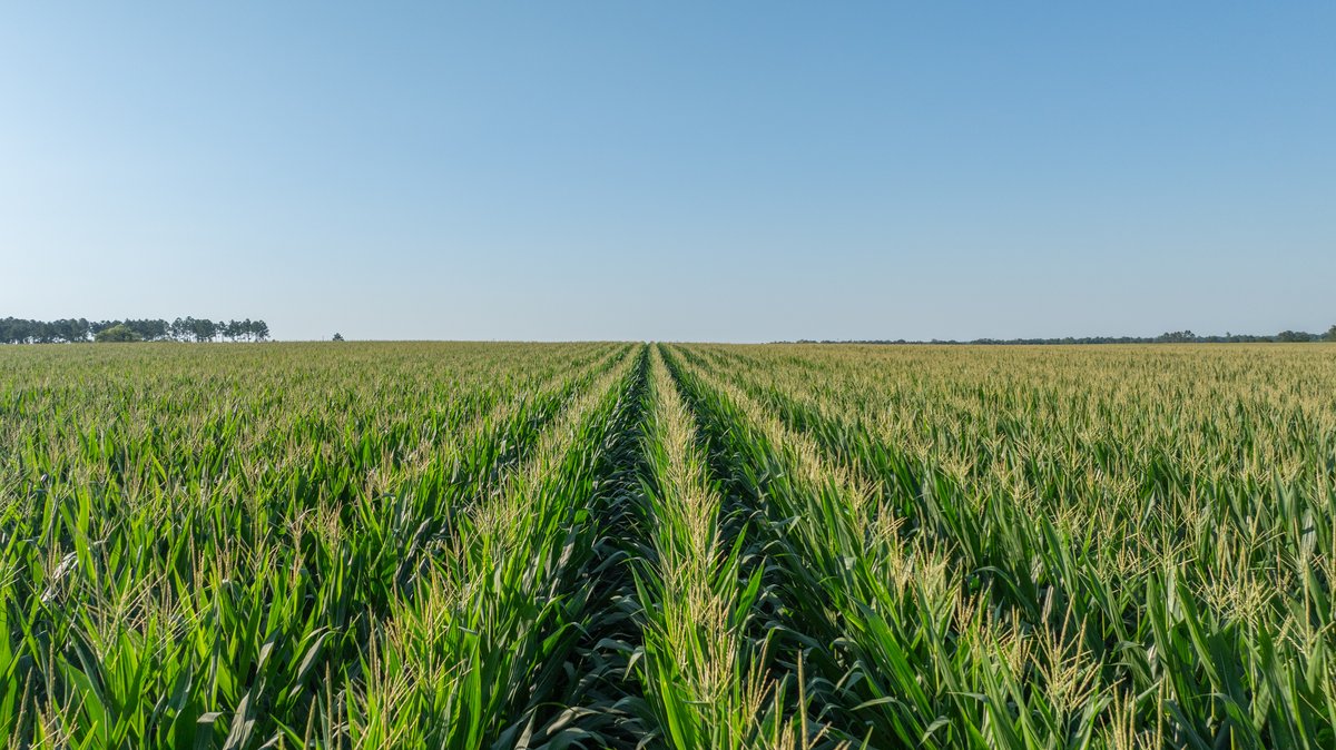 Image for 481+/- Acres - The John B. Wight Trust - Irrigated Row Crop Farm