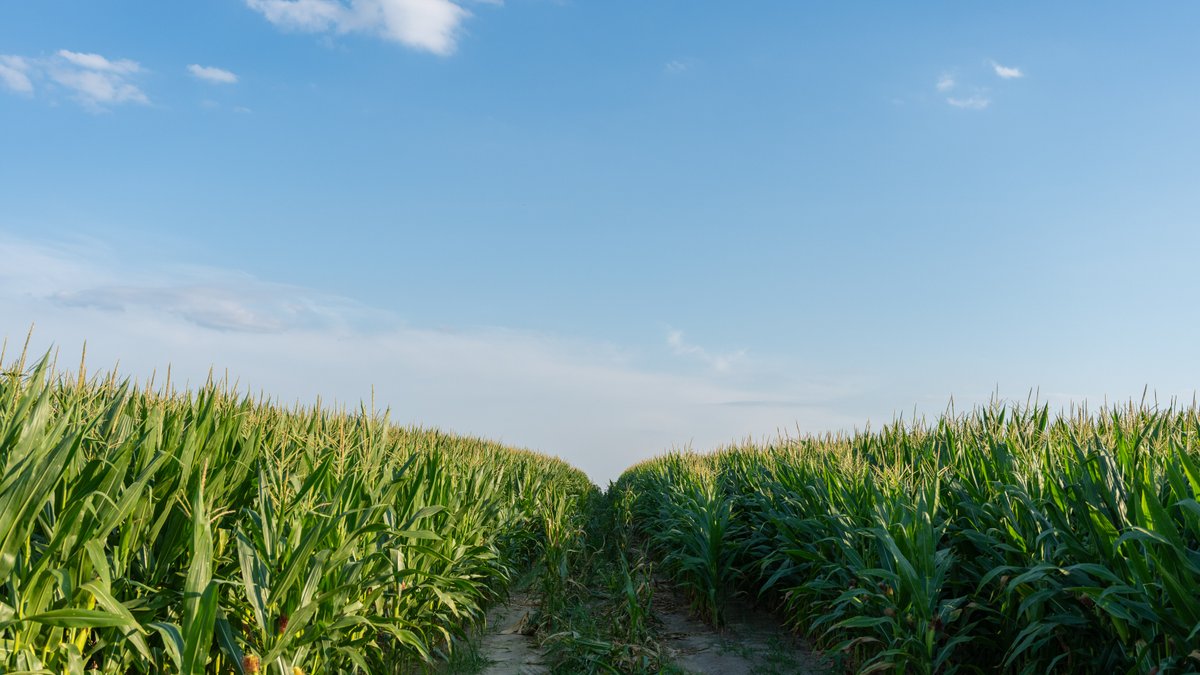 Image for 481+/- Acres - The John B. Wight Trust - Irrigated Row Crop Farm