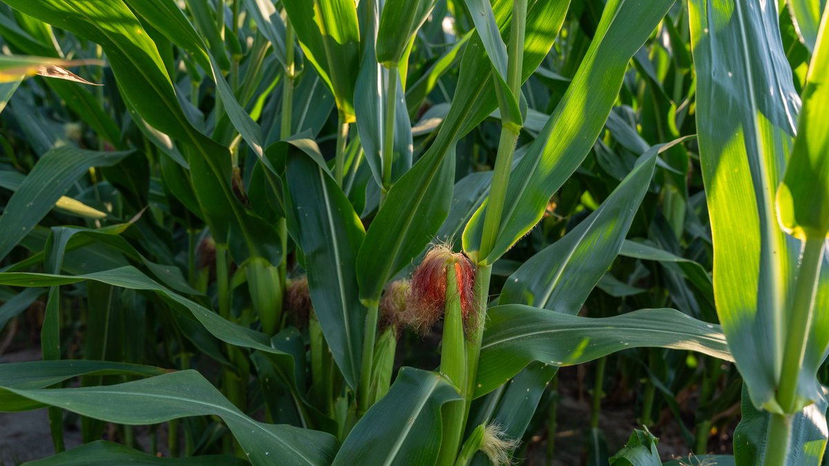 Image for 481+/- Acres - The John B. Wight Trust - Irrigated Row Crop Farm