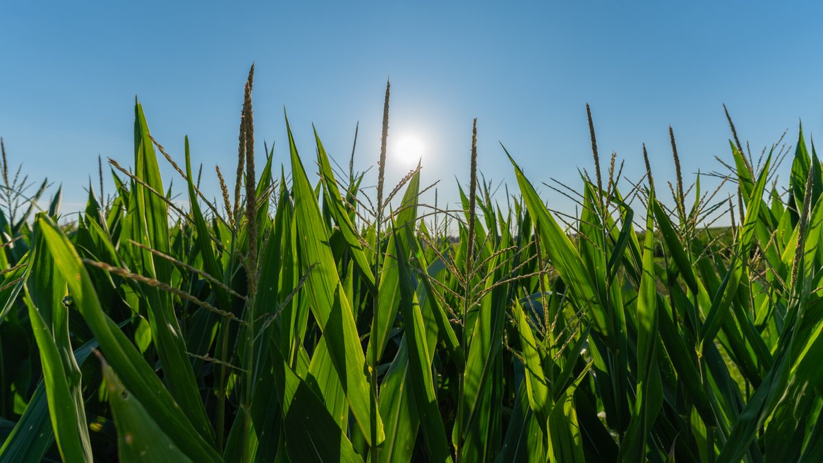 Image for 481+/- Acres - The John B. Wight Trust - Irrigated Row Crop Farm