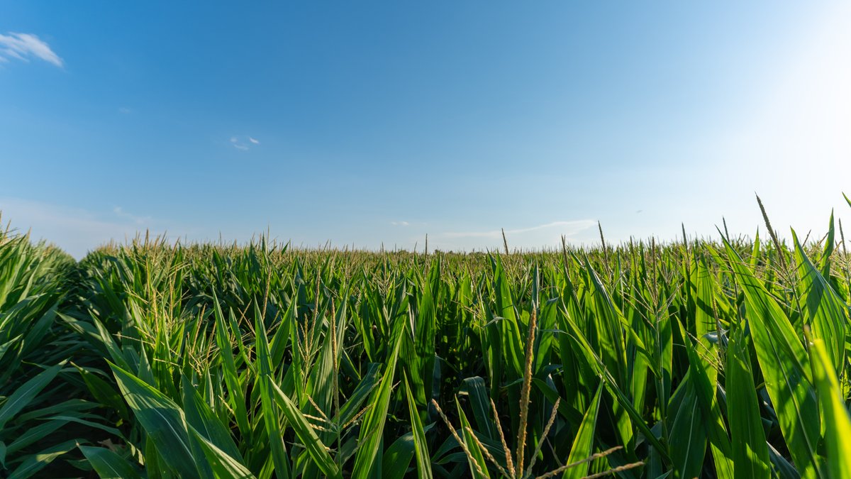 Image for 481+/- Acres - The John B. Wight Trust - Irrigated Row Crop Farm
