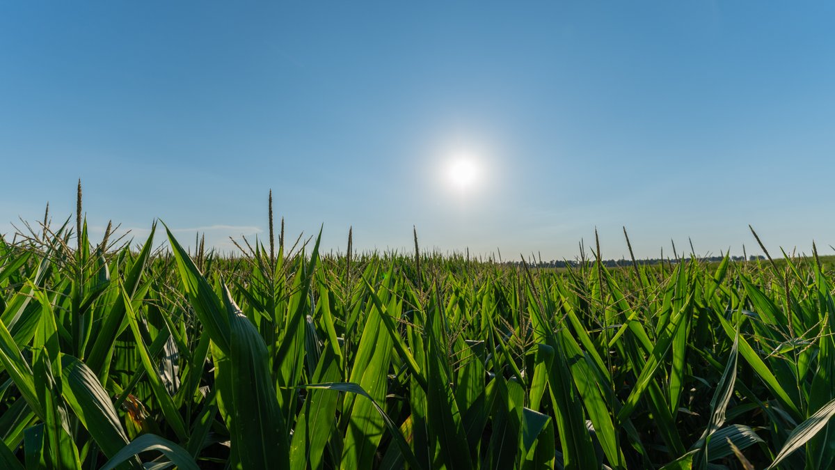 Image for 481+/- Acres - The John B. Wight Trust - Irrigated Row Crop Farm