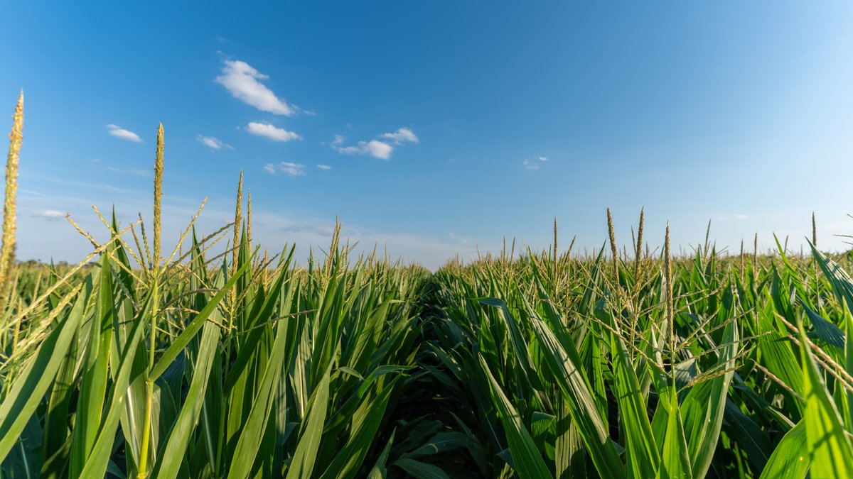 Image for 481+/- Acres - The John B. Wight Trust - Irrigated Row Crop Farm