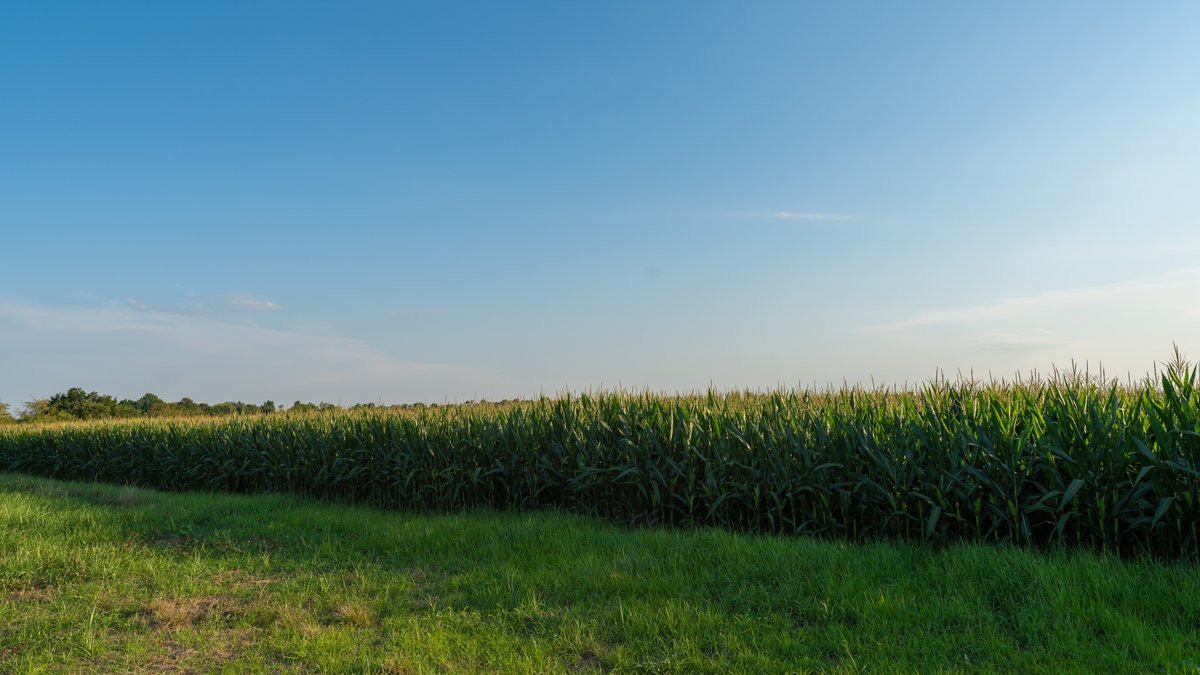 Image for 481+/- Acres - The John B. Wight Trust - Irrigated Row Crop Farm