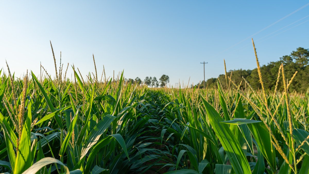 Image for 481+/- Acres - The John B. Wight Trust - Irrigated Row Crop Farm