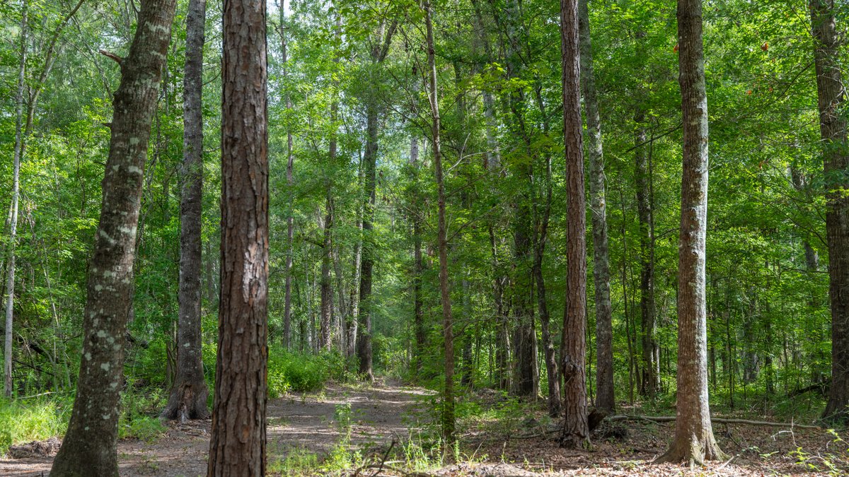 Image for The Grady Pines Tract - 32 +/- Total Acres - Prime Recreational Acreage with Homesite Potential