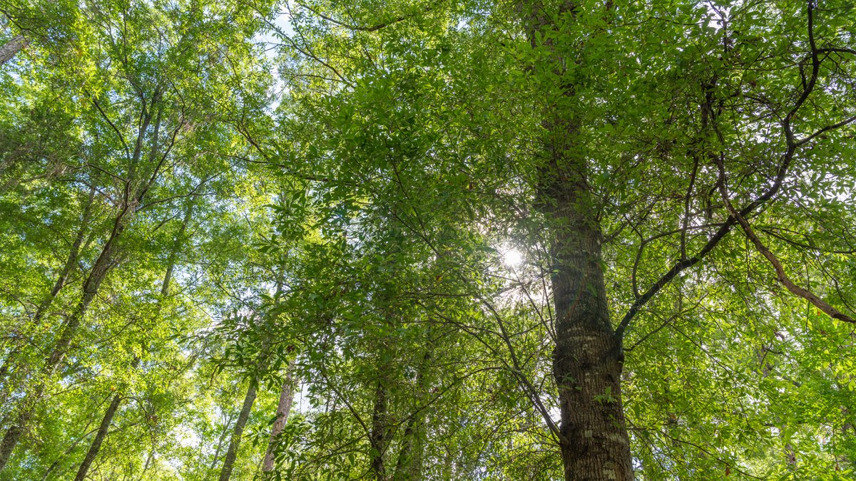 Image for The Grady Pines Tract - 32 +/- Total Acres - Prime Recreational Acreage with Homesite Potential