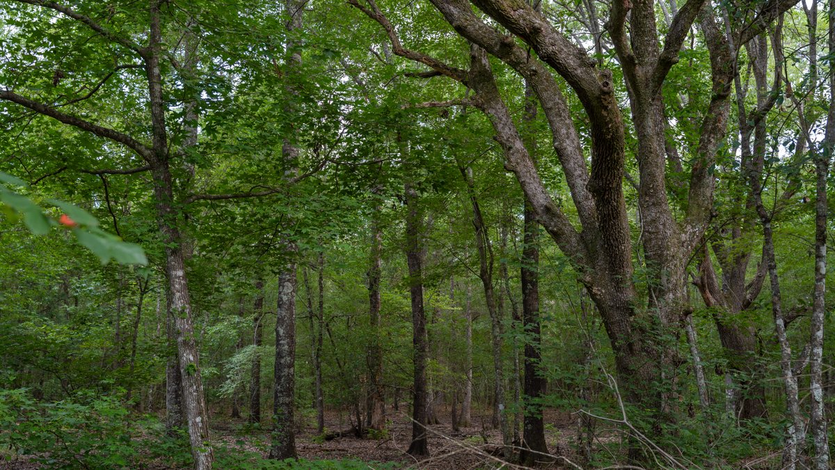 Image for The Grady Pines Tract - 32 +/- Total Acres - Prime Recreational Acreage with Homesite Potential