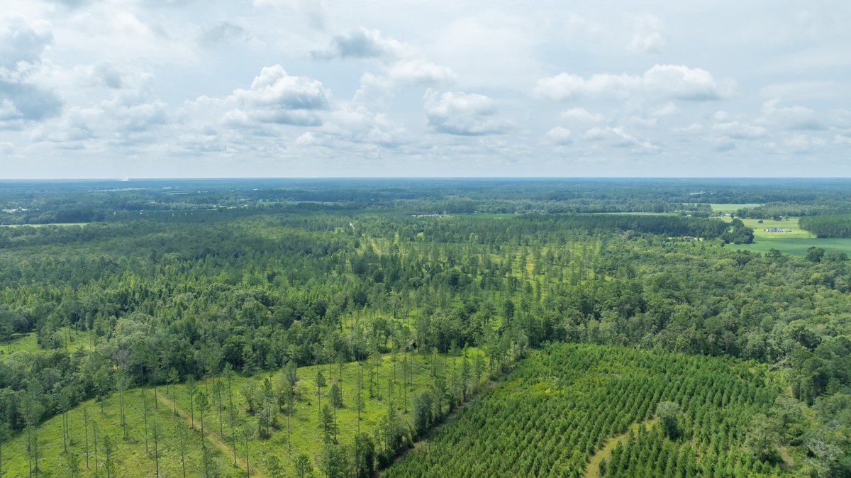 Image for 207+/- Acres in Lowndes County - Tremendous Development Potential