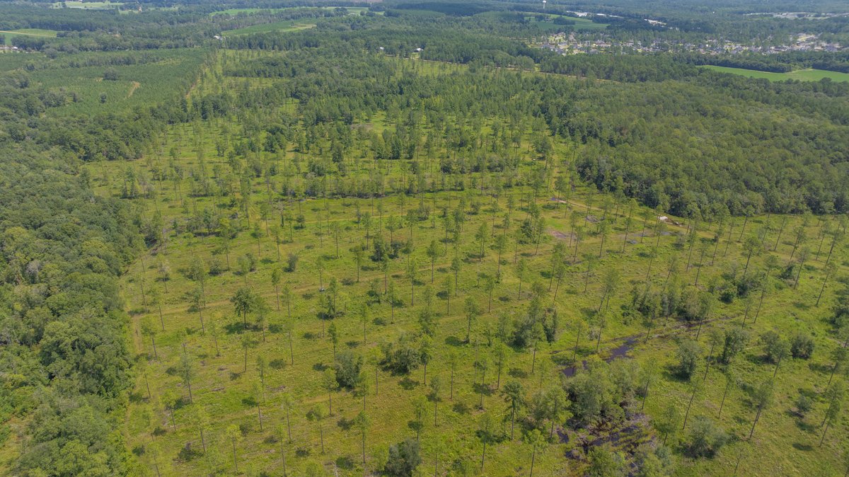 Image for 207+/- Acres in Lowndes County - Tremendous Development Potential