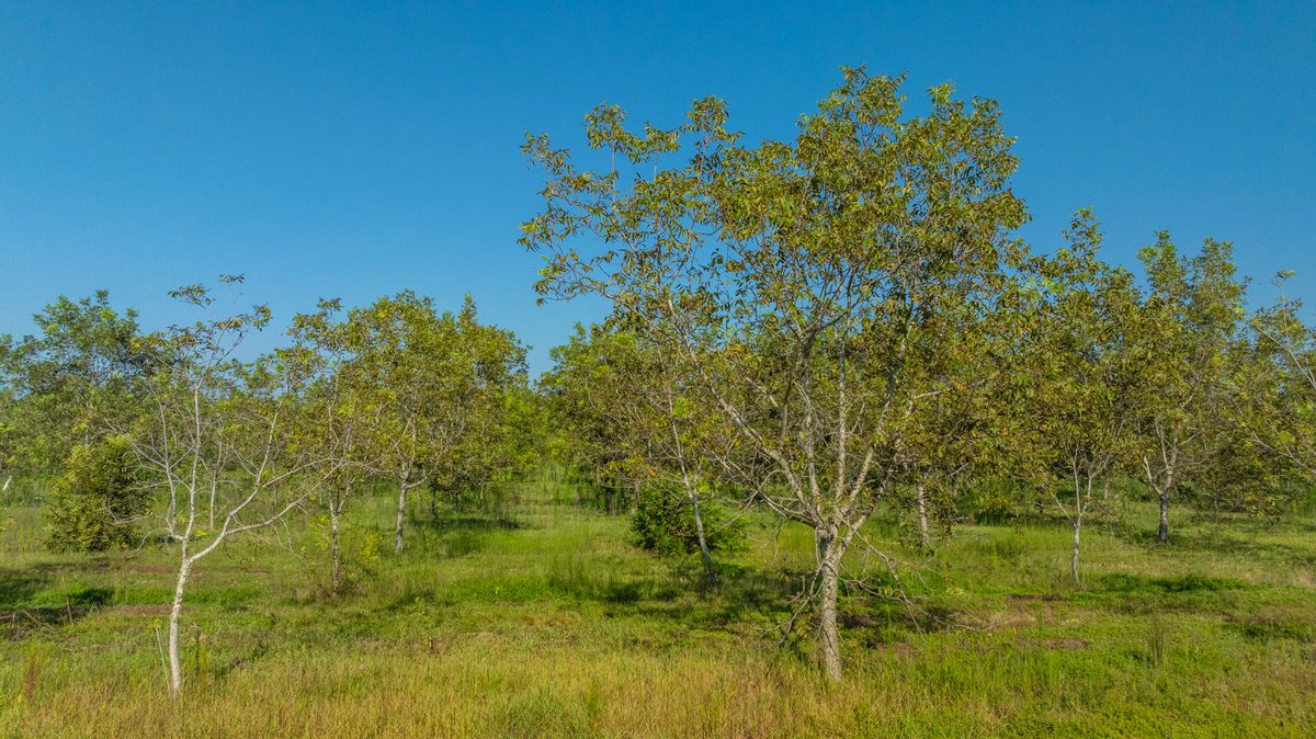 Image for 323± Acres - O’Brien Orchard - Prime Location with Future Growth Potential - Homesites & Investment Appeal - Irrigated Orchard & Cleaning Facility